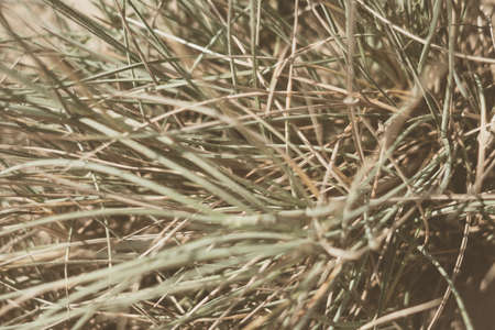 Abstract real photo close up natural beauty. Sand dune beige bright background, herb plant, sun day shadow, hot weather, texture detail ideas. Pale green long thorns needles leaves. Vintage matteの写真素材