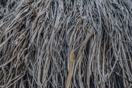 Long dry thin grass, agriculture harvest, pile of hay straw. Texture detail. Association brittle...