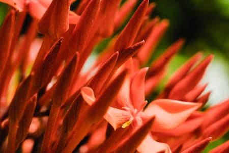 Macro abstract real beauty nature cute background. Small bright red buds petals bloom of Santan Ixora Jungle Geranium flower garden plant, sharp needles. Floral botanic design decor. More tone stockの写真素材