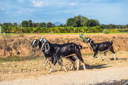 Beautiful summer landscape. Graceful black white goats glossy coats running clay path, green grassy field meadow mountains blue sky clouds. Cute farm animals care. Open air rustic village lifestyleの写真素材