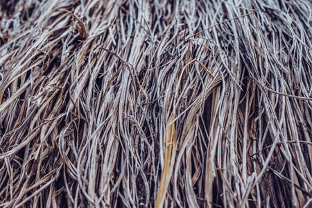 Long dry thin grass, agriculture harvest, pile of hay straw. Texture detail. Association brittle lifeless damage diseased hair. Thatched background wallpaper. Shades of gray brown more tone in stockの写真素材