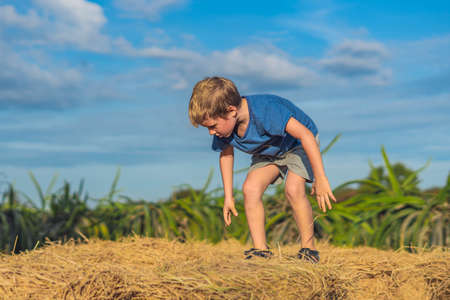 Boy blue t-shirt smile play climbs on down haystack bales of dry hay, clear sky sunny day. Outdoor kid children summer leisure activities. Concept happy childhood countryside, air close to natureの写真素材