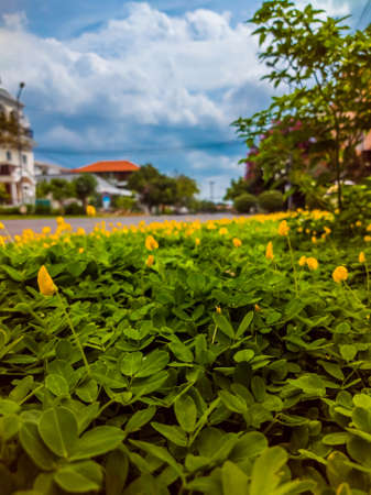 Small yellow flower blooming Pinto Peanut plant field in foreground, beautiful cumulus clouds blue sky, blur modern village background. Summer time holidays, real estate rent concept, travel tourismの写真素材