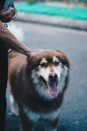 VERTICAL front view photo white brown fluffy long hair dog, tongue sticking out hanging open mouth, looking at camera. Old Human hand stroking pet, love touch. Animals care, guide doggy, friendshipの写真素材