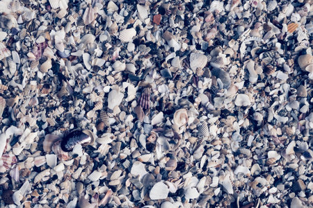 Close-up seashells on beach sand summer day. Abstract ocean background pattern collection