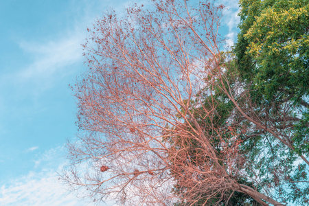 Atmosphere calm sky cloud panorama background Dry tree branches Autumn summer end progress regress...