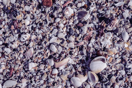 Close-up seashells on beach sand summer day. Abstract ocean background pattern collectionの写真素材