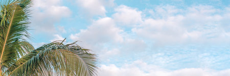 BANNER, LONG FORMAT Atmosphere panorama white cloud sky alone tropical palm tree background summerの写真素材