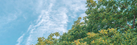 Nature frame deciduous tree top crown plant grow green leaves foliage blue sky cloud sun backgroundの写真素材