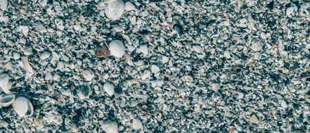 BANNER Close-up seashells on beach sand summer day. Abstract ocean background pattern collectionの写真素材