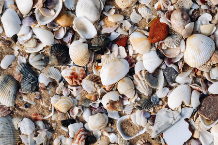 Close-up seashells on beach sand summer day. Abstract ocean background pattern collectionの写真素材