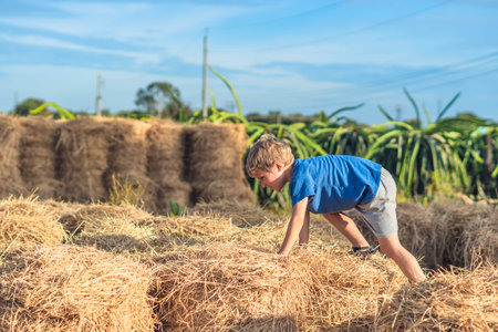 Boy blue t-shirt smile play climbs on down haystack bales of dry hay, clear sky sunny day. Outdoor kid children summer leisure activities. Concept happy childhood countryside, air close to natureの写真素材