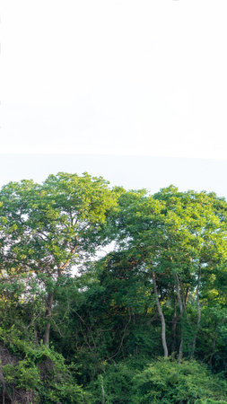 PANORAMA huge Lush crown tall trunk of jungle evergreen forest green yellow trees sky BACKGROUND. Summer Day Time Wallpaper View LANDSCAPE morning sunshineの写真素材