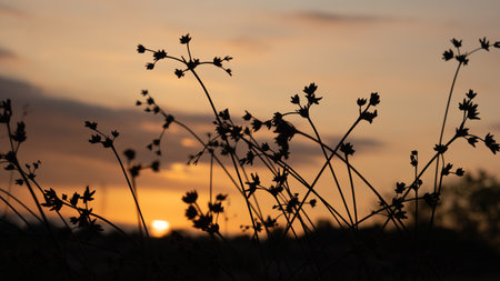 A sunset with a few flowers CLOSE UP in the foregroundの写真素材