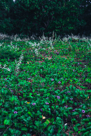A field of flowers in the eveningの写真素材