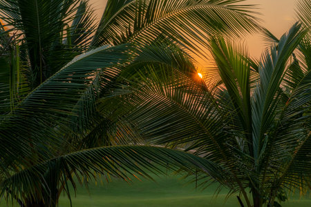 A golf course with palm trees in the foregroundの写真素材