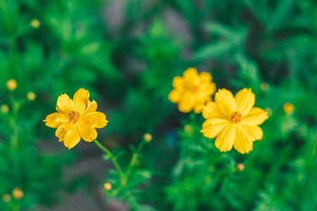 Yellow flowers in the garden with green backgroundの写真素材
