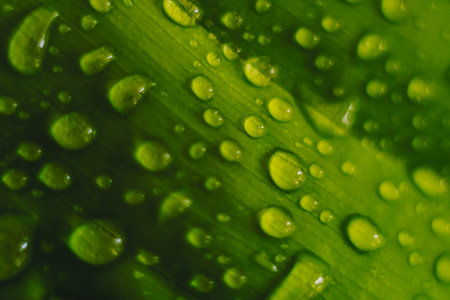 A close up of a leaf with water droplets on itの写真素材