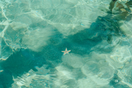 A starfish in clear waterの写真素材