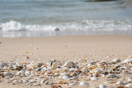 A lot big shells close up beach sand sea water edge foam. Warm tone nature background fresh sun dayの写真素材