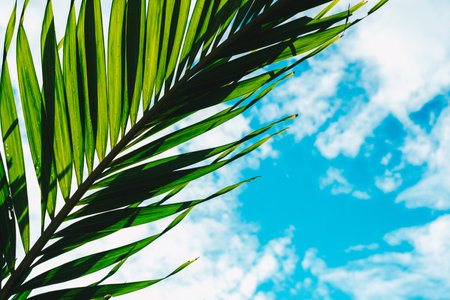 Real photo Nature beautiful background. Close up palm tree branch leaves silhouette blue sky white...