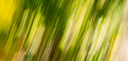 Abstract Nature Blurred dynamic motion lines defocused light bright dark green yellow tropical leaves Wallpaper screensaver design backgroundの写真素材