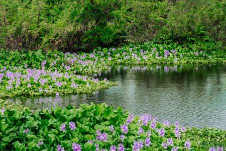 Beautiful summer landscape purple flowers around lake, magic calm place, nature energyの写真素材