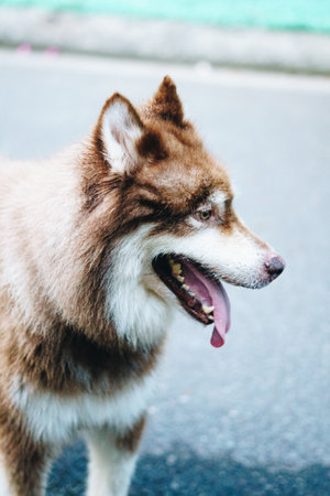 Close-up portrait of a big white brown Alaskan Malamute dog.
