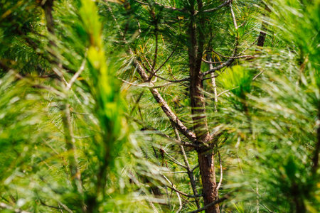 Bright green young pines sun day. Needles branches close up. Coniferous forest. Vietnam Dalat pine...