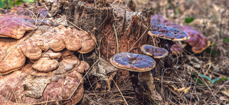 Magic of wild flora, unusually bright shiny mushrooms on stump tree, pleasant nature texture calm...