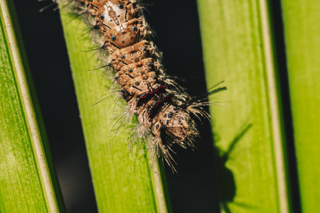 Cute beautiful fluffy light brown large caterpillar on leaf. Interaction with wild nature beauty...