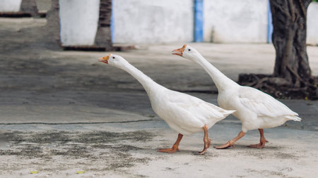 Several white geese walking together in small city. Craned necks. Summer mood, live close to...