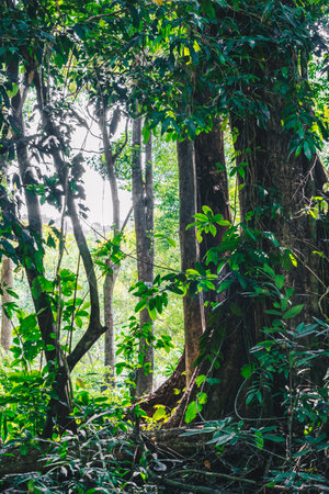 Real jungle forest nature flora forms, amazing energy of wildlife bright colors, magic calm silenceの写真素材