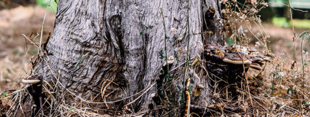 Magic of wild flora, unusually bright shiny mushrooms on stump tree, pleasant nature texture calmの写真素材