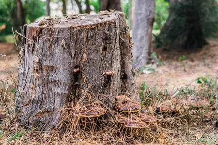 Magic of wild flora, unusually bright shiny mushrooms on stump tree, pleasant nature texture calm dark light brown backgroundの写真素材