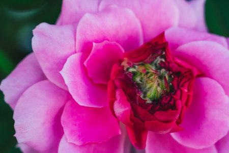 Close up open centre of bright pink rose. Natural beauty. Tenderness lightness joy happiness loveの写真素材