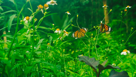 Summer mood background. Energy of Magic wild flora and fauna. Flowers, grass, butterfliesの写真素材