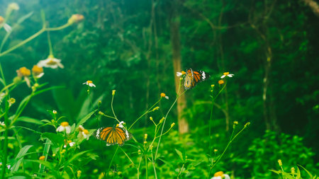 Summer mood background. Energy of Magic wild flora and fauna. Flowers, grass, butterfliesの写真素材