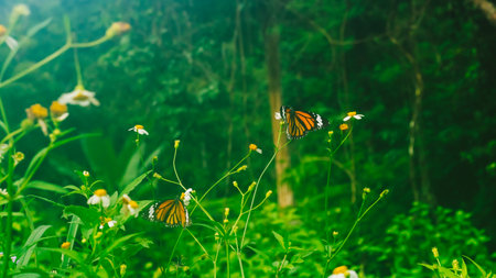 Summer mood background. Energy of Magic wild flora and fauna. Flowers, grass, butterfliesの写真素材