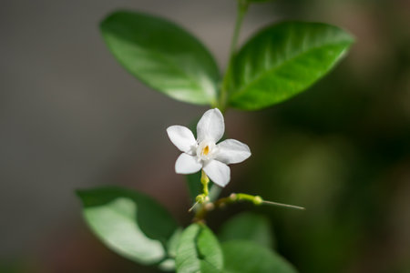 Beautiful nature, evergreen plants, ideal lines, delightful freshness, tenderness real life energyの写真素材