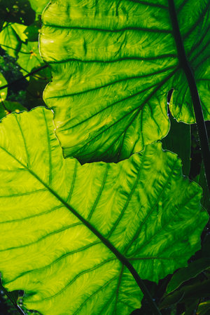 Close-up view green leaf, evergreen tropical exotic jungle plants, wild nature concept, real photo