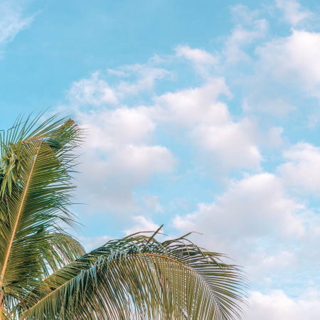 BANNER Atmosphere panorama white cloud sky alone tropical palm background summer tenderness freedomの写真素材