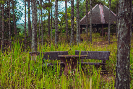 Nature coniferous forest park view background. Gazebo gable roof canopy stone marble table bench