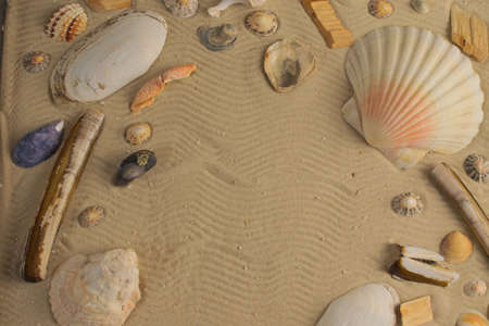 Seashells on beach - background - copyspaceの写真素材