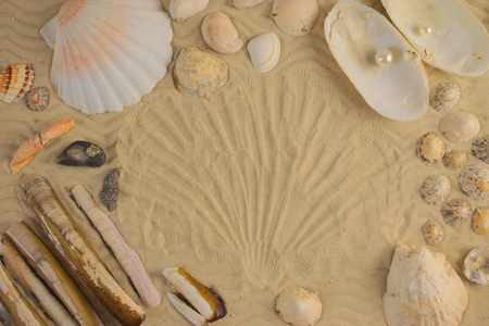 Seashells on beach - background - copyspaceの写真素材