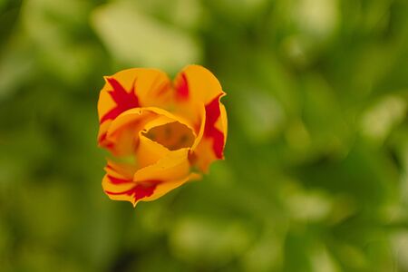 Red and yellow tulip seen from above, isolated in flower bed