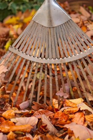 Fan rake in a heap of dry leavesの写真素材