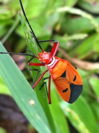Insect