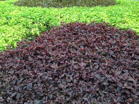 leaf backgroundの写真素材
