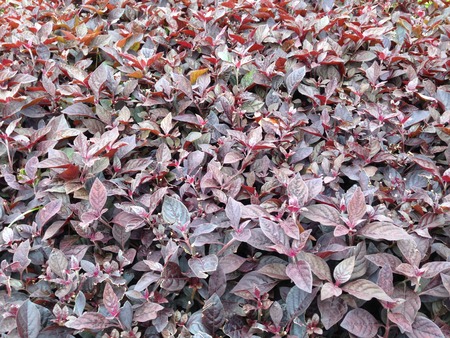 leaf backgroundの写真素材